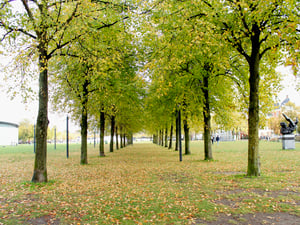 Lá chuyển màu khi trời vào thu ở Amsterdam