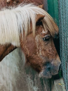 A high-light hair sad pony (horse)