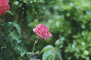 Hoa hồng