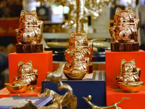 Những chú mèo vàng