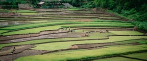 Nông dân đang canh tác trên ruộng bậc thang vùng Tây Bắc