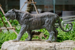Mèo rừng và Mèo nhà