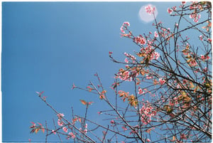Spring blossom under blue sky wallpapper