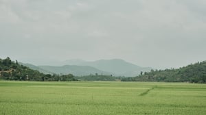 Phong cảnh nông thôn với cánh đồng lúa xanh