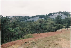 Đồi thông Đà Lạt