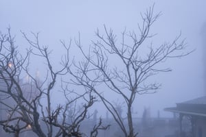 Tree Branches in a Foggy Sky