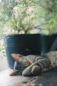 A tabby cat is sleeping on the windowsill