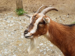 Một chú dê