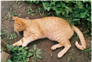 Ginger Cat