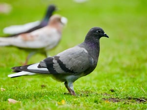 Columba - Genus of pigeons