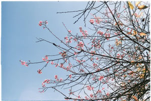 Spring blossom under blue sky wallpapper
