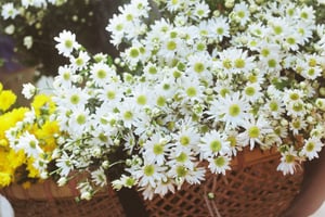Hoa cúc