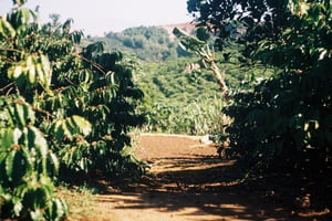 Vườn cà phê