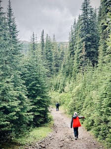 Walking In Pine Forest