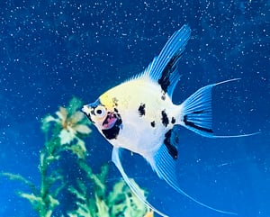 Shoot dat Fish