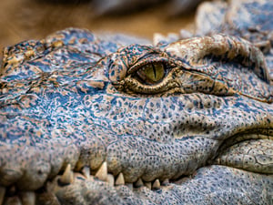 The dragon eye