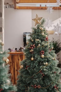 Cây thông Noel