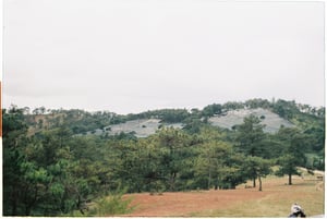 Đồi thông Đà Lạt