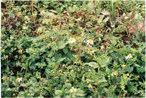 Bụi cỏ xuyến chi