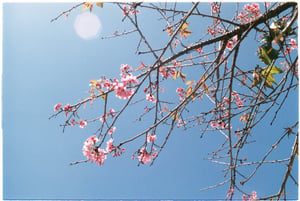 Cành hoa mai anh đào đón nắng xuân