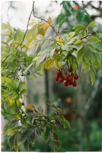 A bunch of red berry