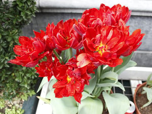 Hoa Tulip Viking Đỏ