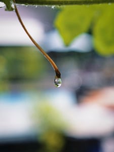 Giọt nước mưa đọng trên một nhánh lá