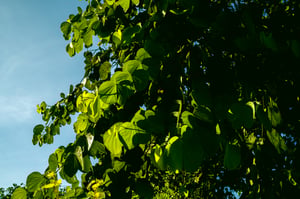 Green Leaves
