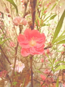 Một bông hoa đào Tết