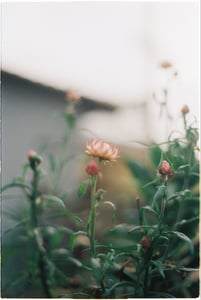 Những nhánh hoa mười giờ
