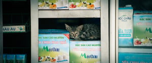 Một chú mèo con bên trong kệ hàng