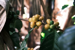 Trái / Hạt cà phê còn xanh