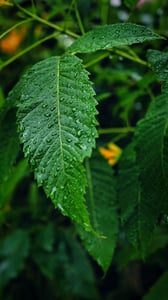 Rain-drops on a leaf / Giọt sương trên lá