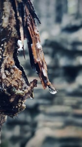 Giọt nước trên cây