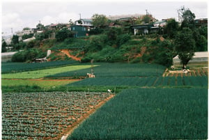 Vườn rau xanh tại Đà Lạt