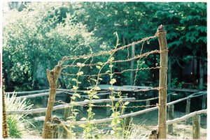 Giàn rau mồng tơi