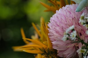 Pink Peony Chrysanthemum / Cúc mẫu đơn hồng