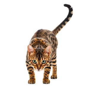 Bengal Cat Hunting