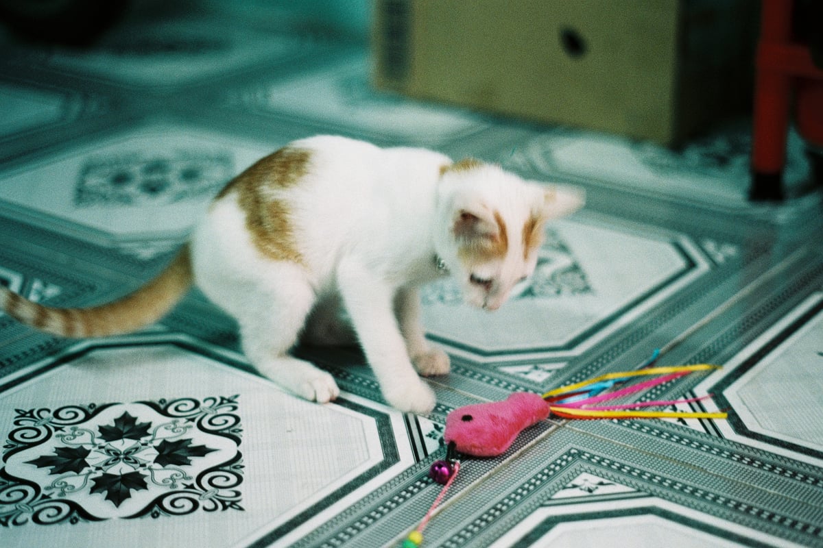 Little kitten playing with small toy