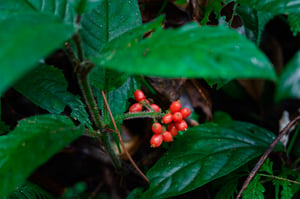 Jack In the Pulpit