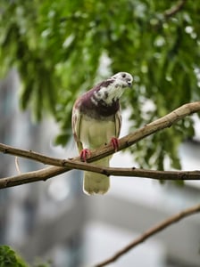 Rock Dove Pigeon / Chim bồ câu
