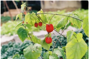 Cây tầm bóp đỏ