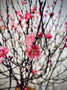 Hoa Đào Tết