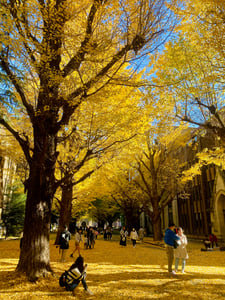 Tokyo University (Todai) Campus
