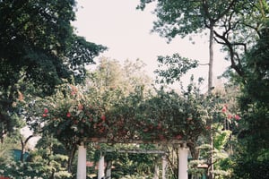 Giàn hoa giấy trong công viên