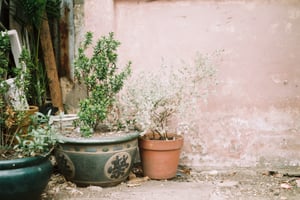 Những chậu cây nhỏ ở góc vườn