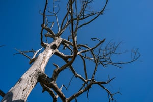 Dry tree