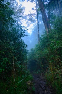 Rừng nguyên sinh