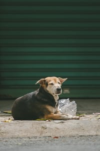 Chú chó lim dim giữa trưa