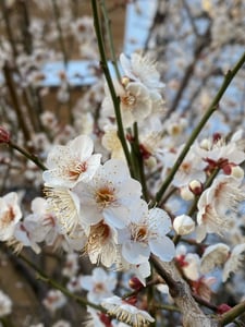 Plum Blossom